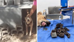 Maltrato animal tras rescate de perro con cadena en Santa Catarina | Diario Monterrey Online