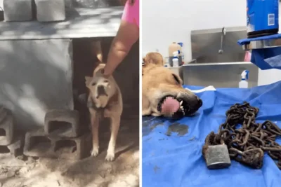 Maltrato animal tras rescate de perro con cadena en Santa Catarina | Diario Monterrey Online