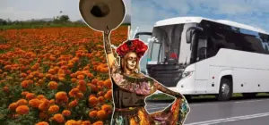 Día de Muertos 2026 en Nuevo León: tour por jardín de cempasúchil | Diario Monterrey Online