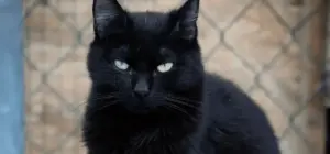 Supersticiones de octubre sobre gatos y perros negros | Diario Monterrey Online